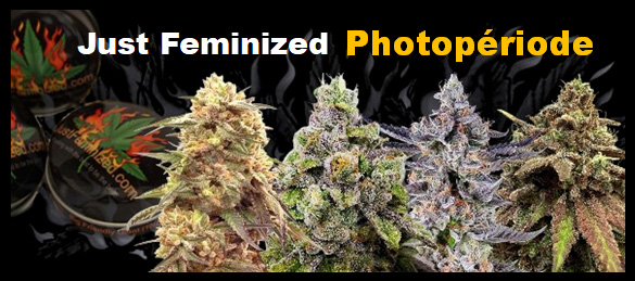 Variétés de cannabis féminisées à photopériode uniquement, graines de cannabis féminisées femelles
